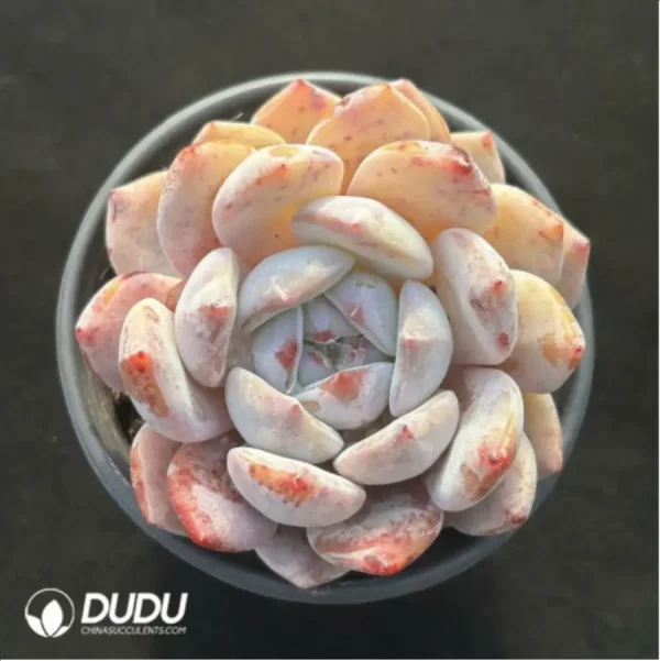 Echeveria Monroe - Image 1