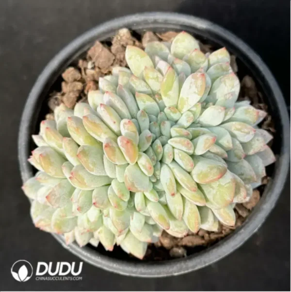 Echeveria Monroe Cristata - Image 1