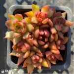 Echeveria Morgan Clustering