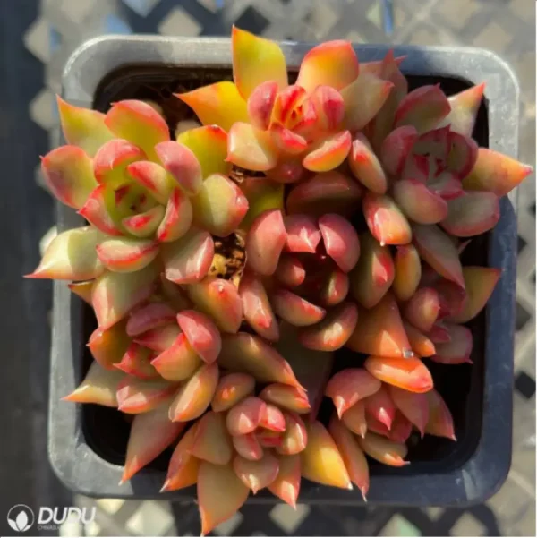 1756125606-1-2549.webp Echeveria Morgan Clustering - Image 1