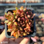 Echeveria Morgan Clustering - Image 2
