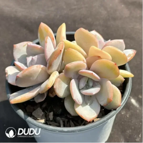 Echeveria Tea with milk Clustering - Image 2