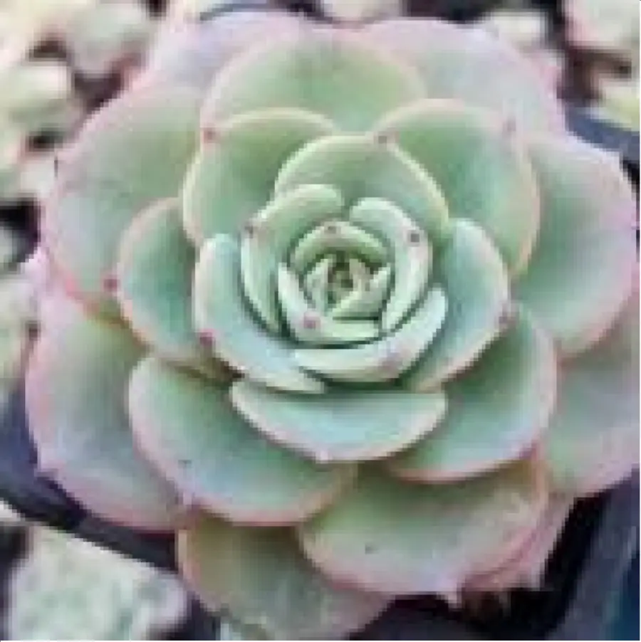 1756125626-1-2665.webp Echeveria Cream yellow peach - Single, 60 - Image 1