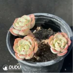 Echeveria Cream yellow peach - Clustering, 60