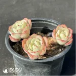 Echeveria Cream yellow peach - Clustering, 60 - Image 2