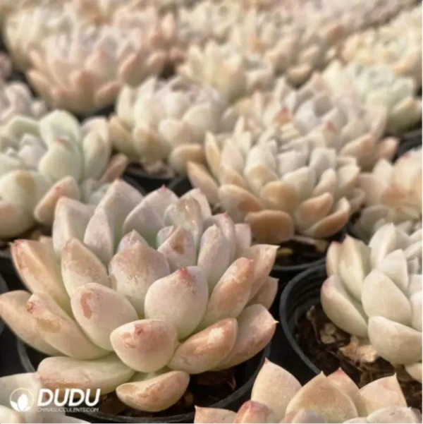 1756125630-1-2845.webp Echeveria Cream beauty - Image 1