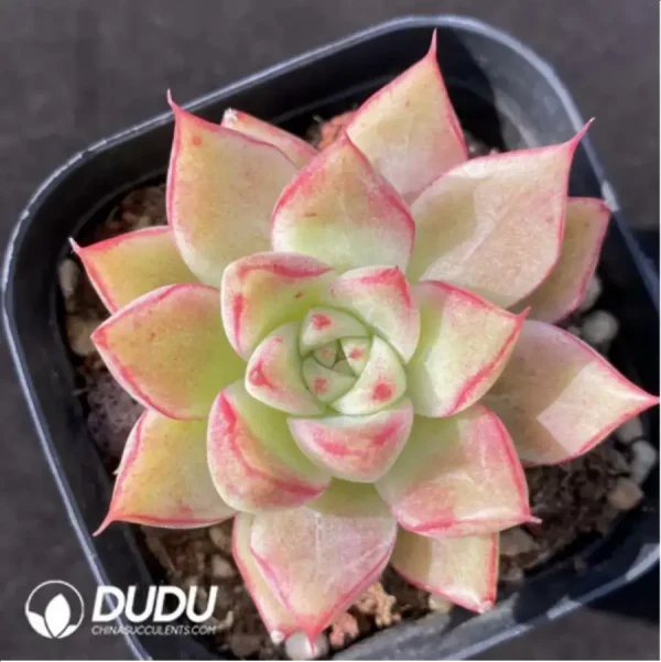 1756125636-1-1188.webp Echeveria Queen - Image 1