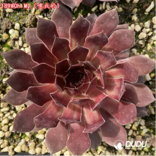 1756125644-1-1284.webp Sempervivum Oh My - Image 1
