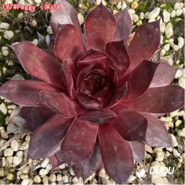 1756125646-1-1278.webp Sempervivum Peggy - Image 1