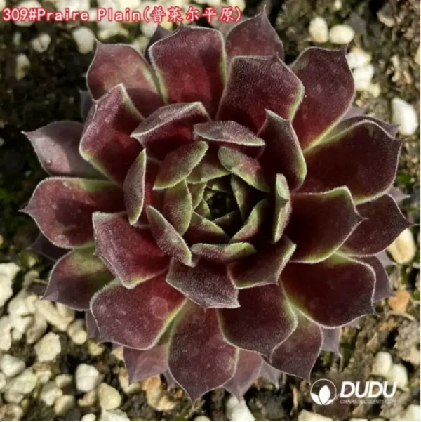 Sempervivum Praire Plain - Image 1