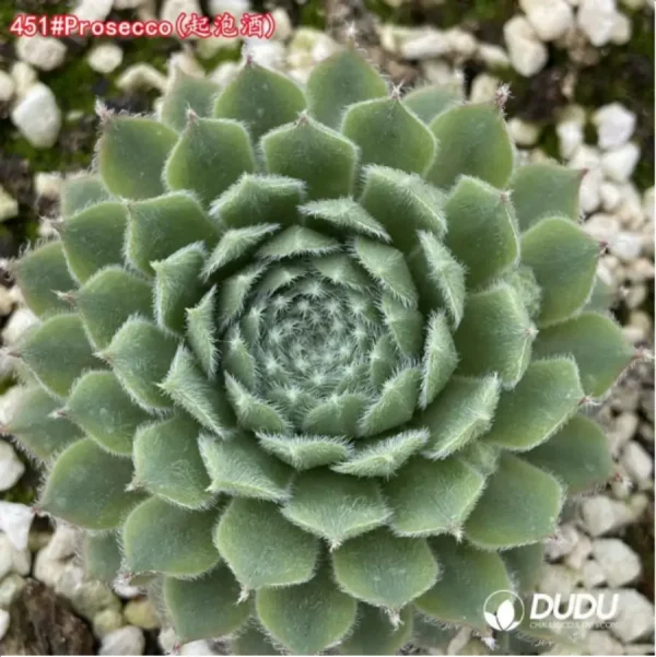 Sempervivum Prosecco - Image 1