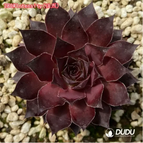 Sempervivum Intensity - Image 1