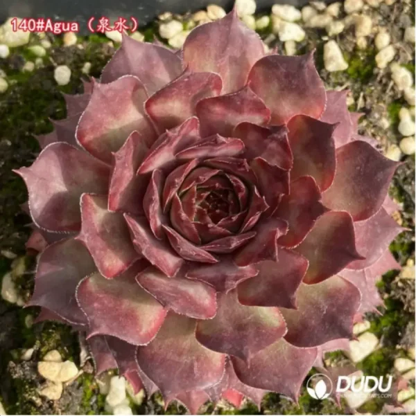 1756125674-1-1314.webp Sempervivum Agua - Image 1