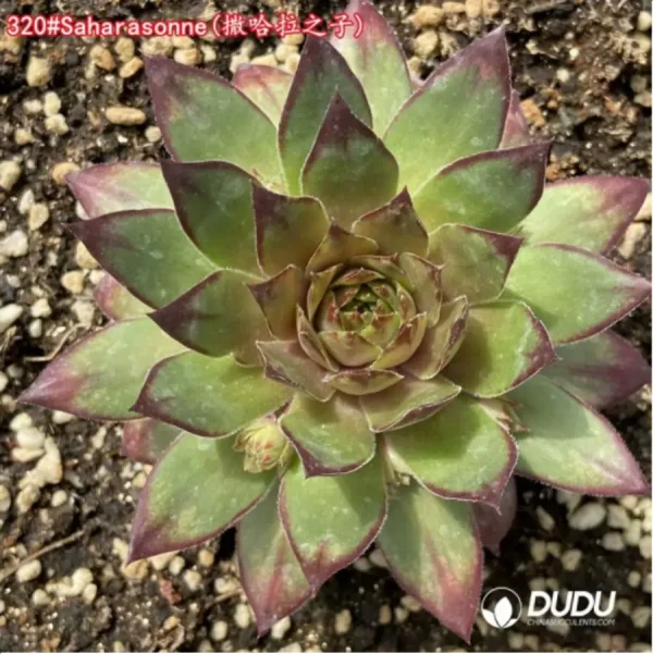 1756125689-1-1218.webp Sempervivum Saharasonne - Image 1
