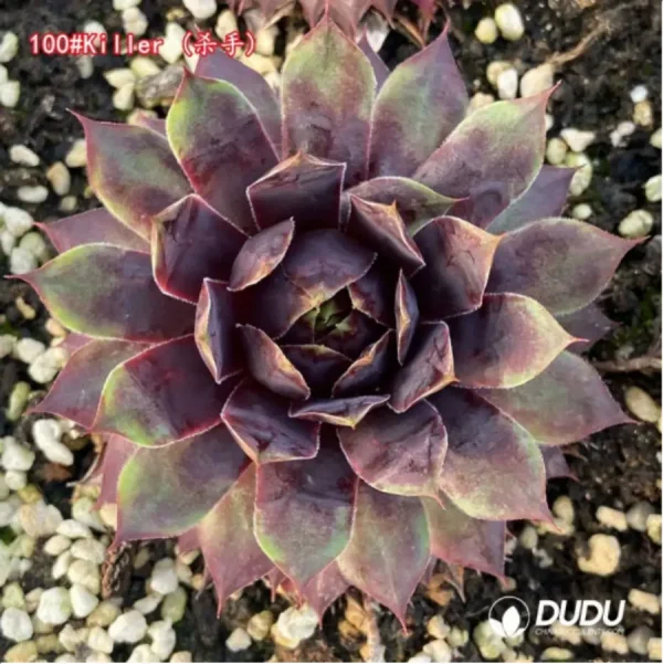 Sempervivum Killer - Image 1