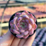Echeveria Desert Rose