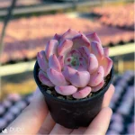 Echeveria Desert Rose - Image 2