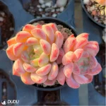 Echeveria Desert Rose Double