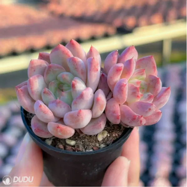 Echeveria Desert Rose Double - Image 2
