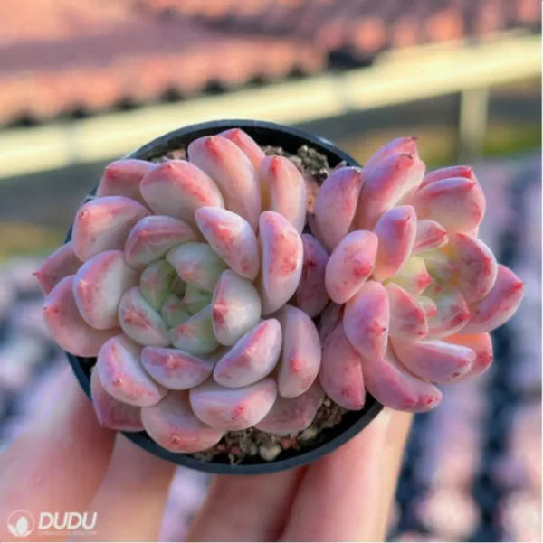 Echeveria Desert Rose Double - Image 3