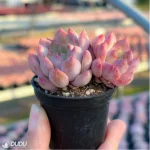 Echeveria Desert Rose Double - Image 4
