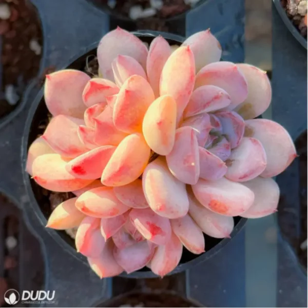 1756125701-1-2921.webp Echeveria Desert Rose Clustering - Image 1