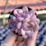 Echeveria Desert Rose Clustering - Image 2