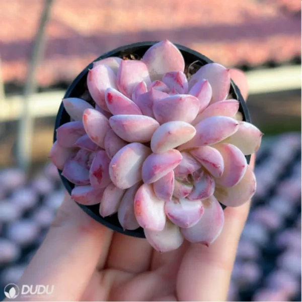 1756125702-2-1941.webp Echeveria Desert Rose Clustering - Image 2