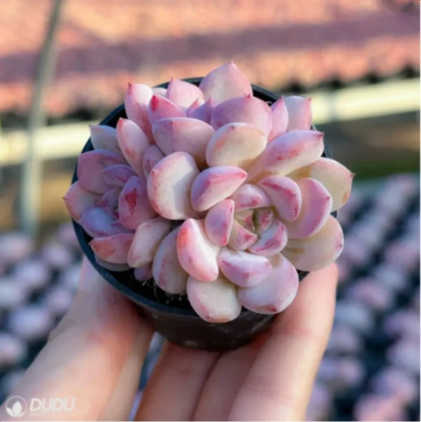 1756125703-3-554.webp Echeveria Desert Rose Clustering - Image 3