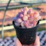 Echeveria Desert Rose Clustering - Image 4
