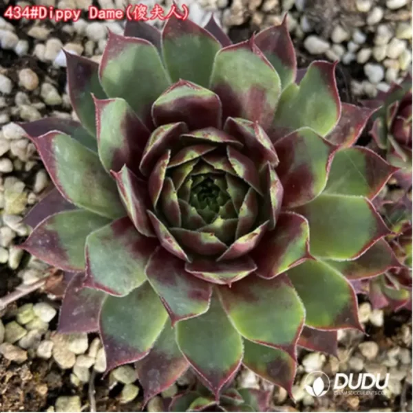 1756125707-1-1494.webp Sempervivum Dippy Dame - Image 1