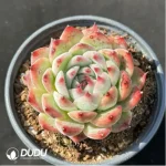 Echeveria Honey peach