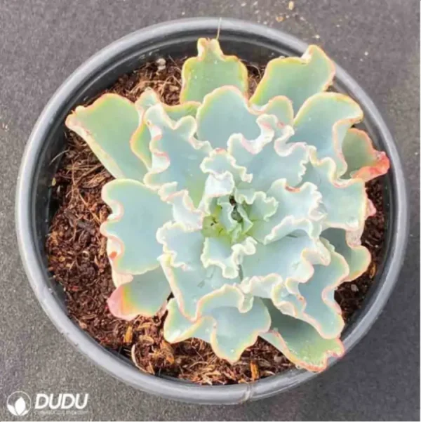 1756125721-1-3029.webp Echeveria Aquarius - Image 1