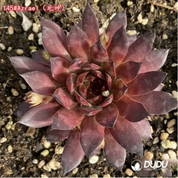 1756125732-1-1312.webp Sempervivum Azrael - Image 1