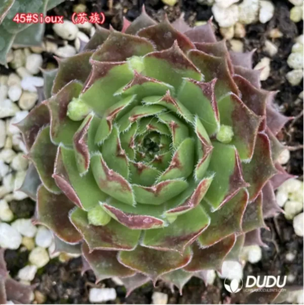 1756125735-1-1390.webp Sempervivum Sioux - Image 1