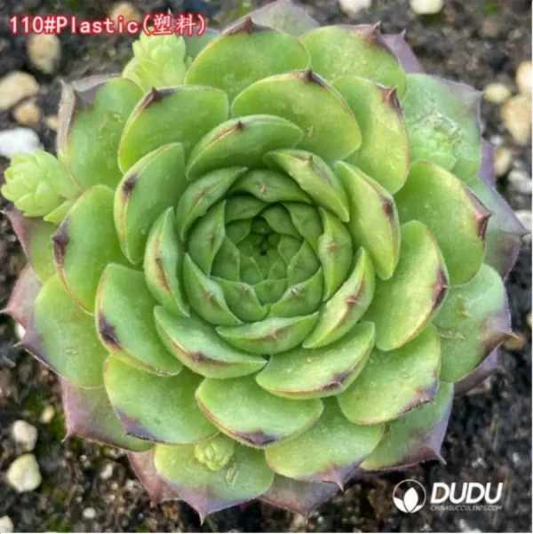 1756125737-1-1335.webp Sempervivum Plastic - Image 1