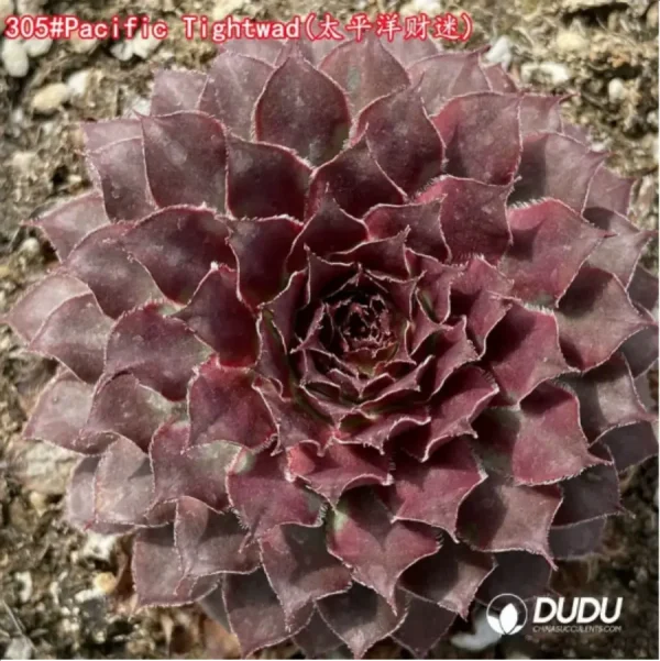 1756125740-1-1226.webp Sempervivum Pacific Tightwad - Image 1