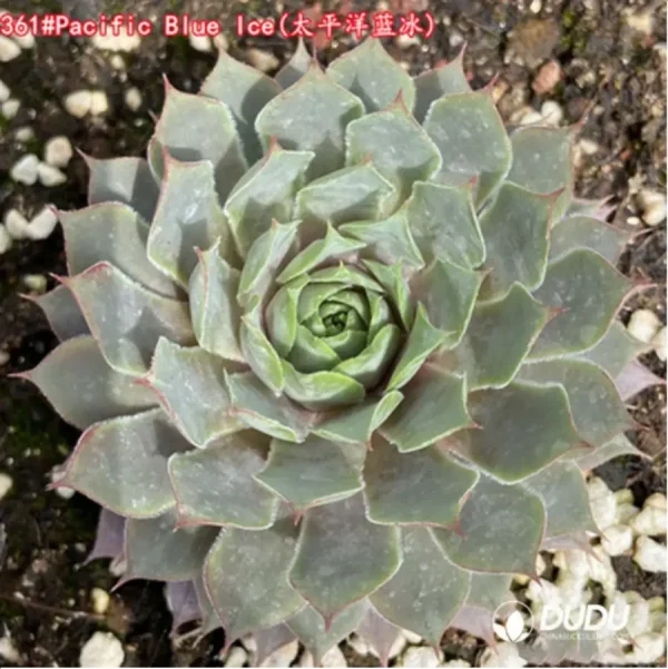 1756125742-1-1530.webp Sempervivum Pacific Blue Ice - Image 1