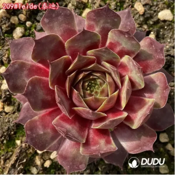 1756125745-1-1269.webp Sempervivum Teide - Image 1