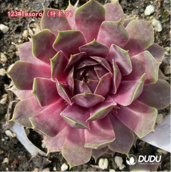 1756125763-1-1320.webp Sempervivum Tesoro - Image 1
