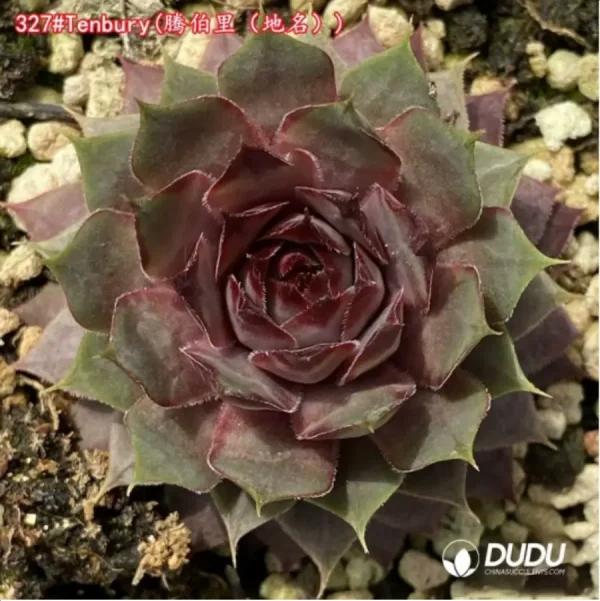 1756125765-1-1212.webp Sempervivum Tenbury - Image 1