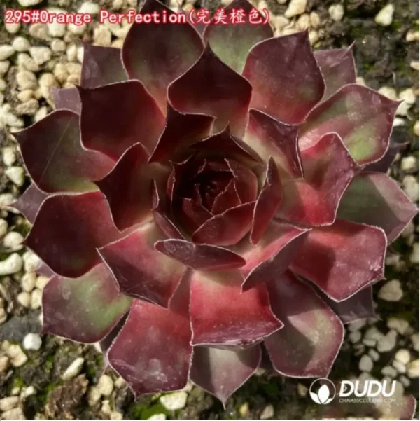 1756125773-1-1228.webp Sempervivum Orange Perfection - Image 1