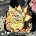 Echeveria agavoides Ebony - Single, 60