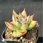 Echeveria agavoides Ebony - Single, 60 - Image 2
