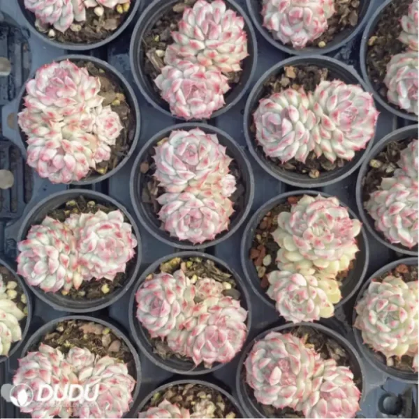 Echeveria Xiaoqiao Double - Image 1