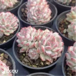 Echeveria Xiaoqiao Double - Image 2