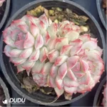 Echeveria Xiaoqiao Double - Image 3