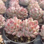 Echeveria Xiaoqiao Double - Image 4