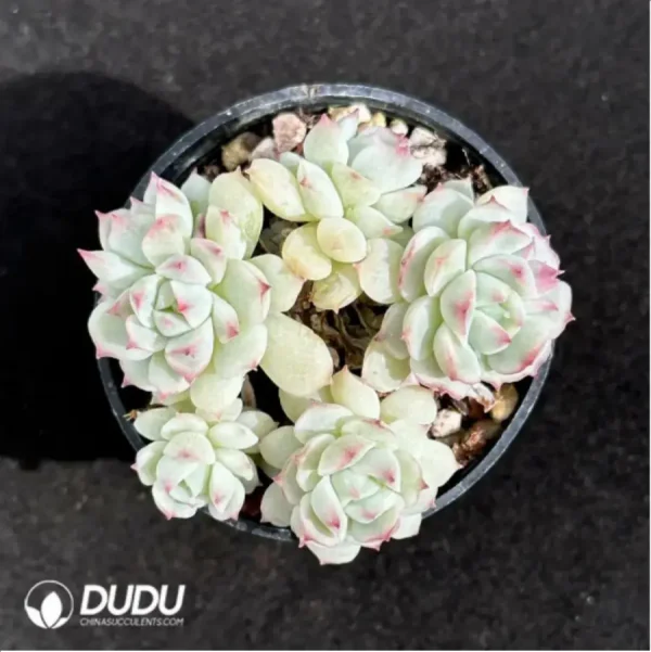 1756125791-1-2343.webp Echeveria Xiaoqiao Clustering - Image 1