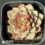 Echeveria Fireworks Sunflower
